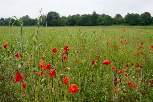 A field of poppies