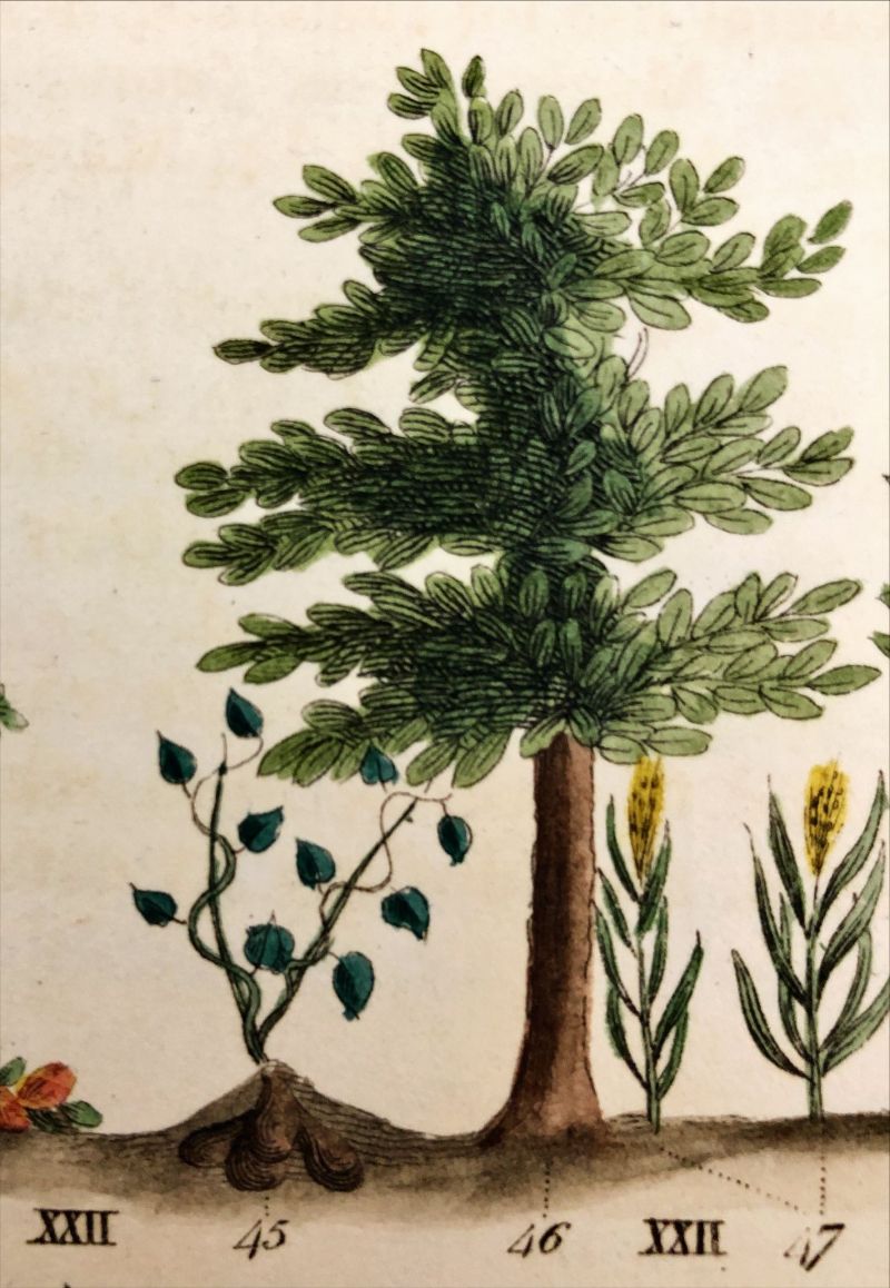 A colourful image of different botanical species, including yams.