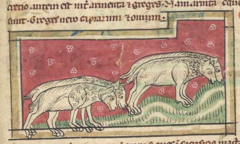 Medieval sheep
