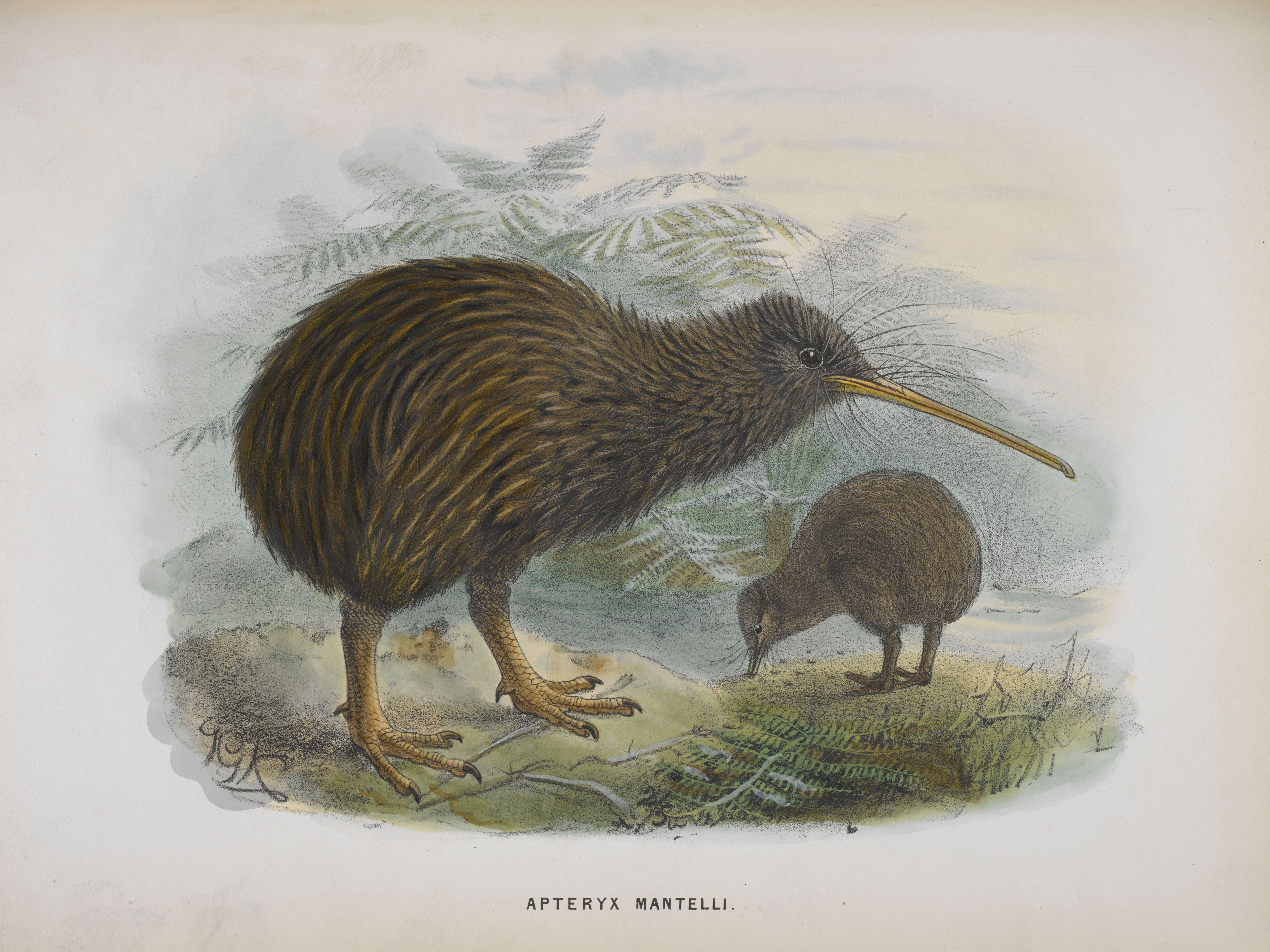 Twi North Island brown kiwis