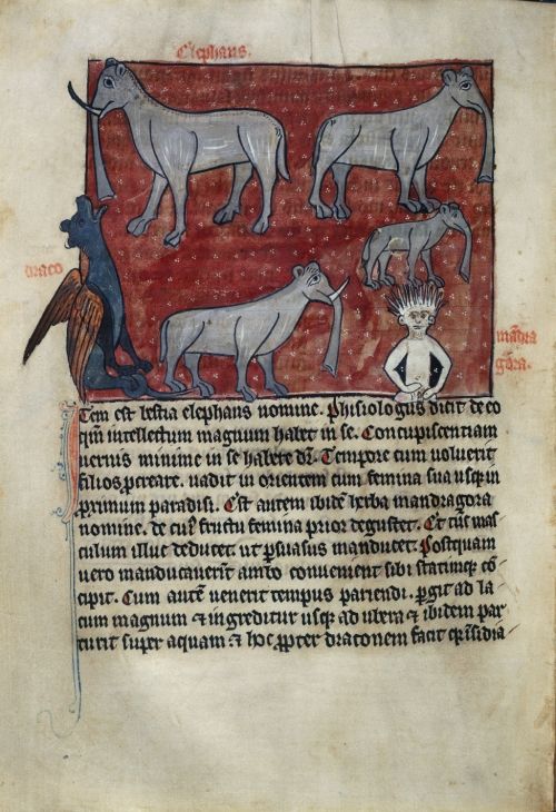 Manuscript showing mandrake and gonks (elephants). Sloane MS 278: Bestiary, France, 13th century.