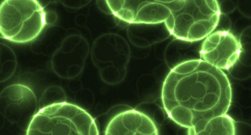 Illuminated microscopic cells.