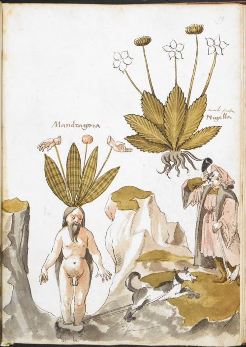 Mandrake and a man blowing on a horn. Harley MS 3736 Giovanni Cadamosto, Herbal, Southern Germany(), 15th century.