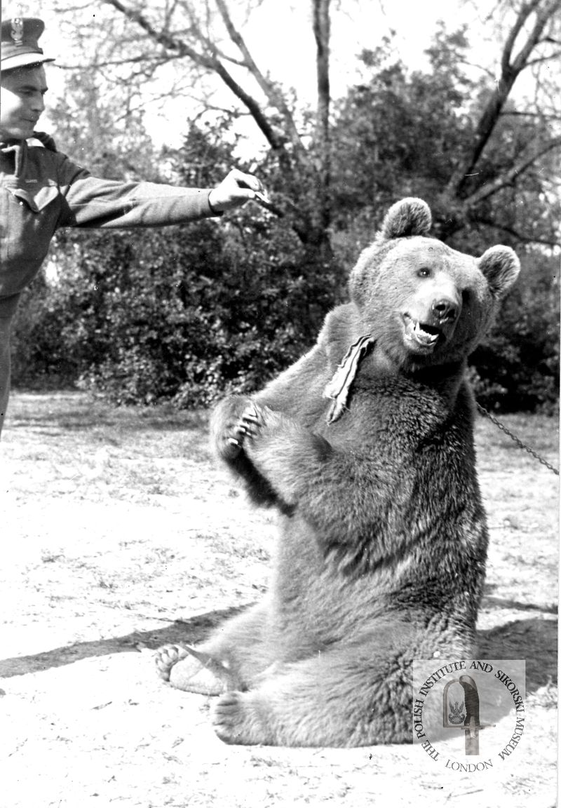 A bear sitting as in a teddy bear pose