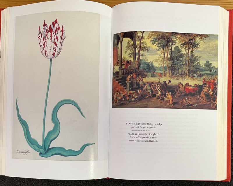 Semper August tulip with ‘breaking’ and a satire on tulipmania.