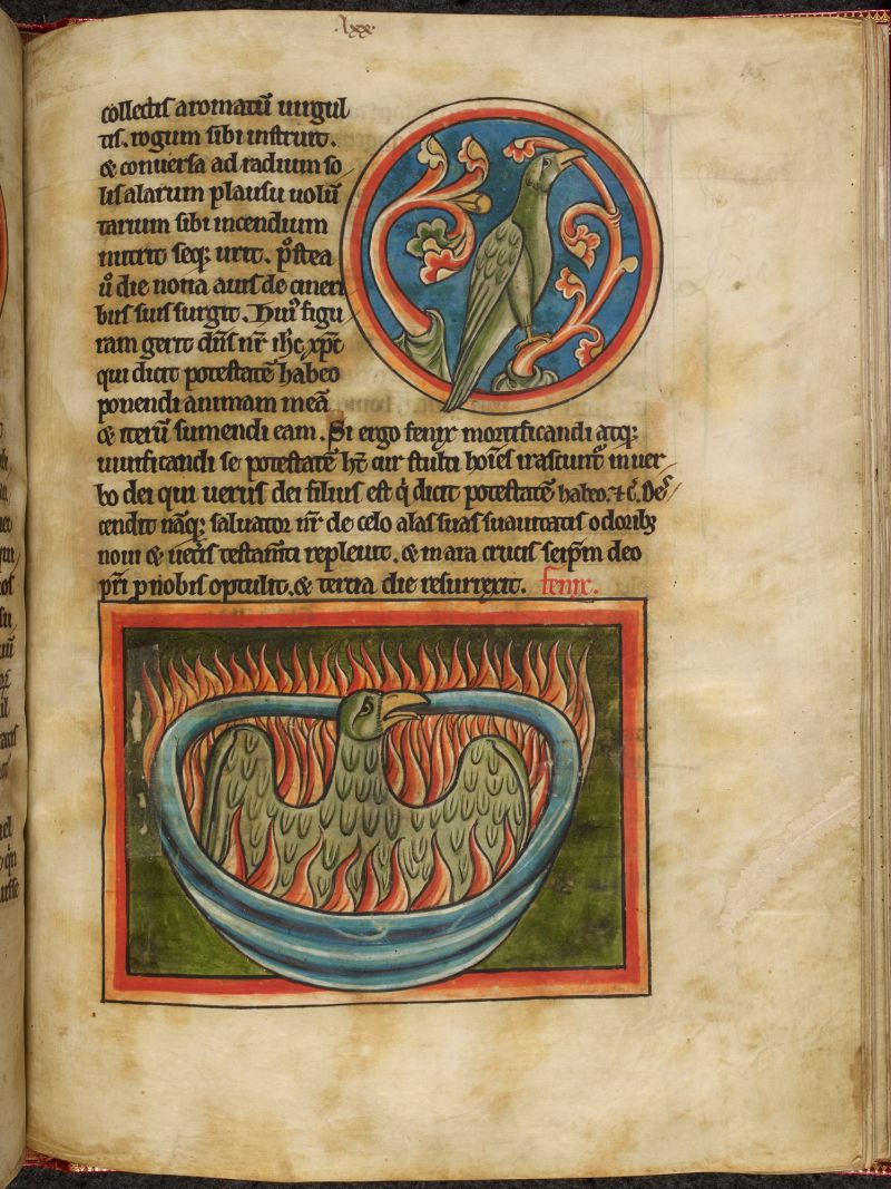 A phoenix rising from the flames