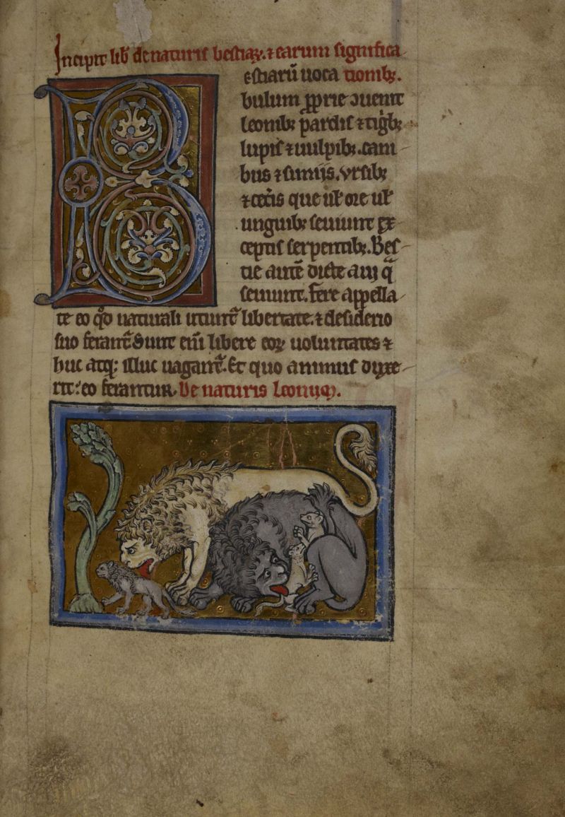 Lions resuscitating their cubs