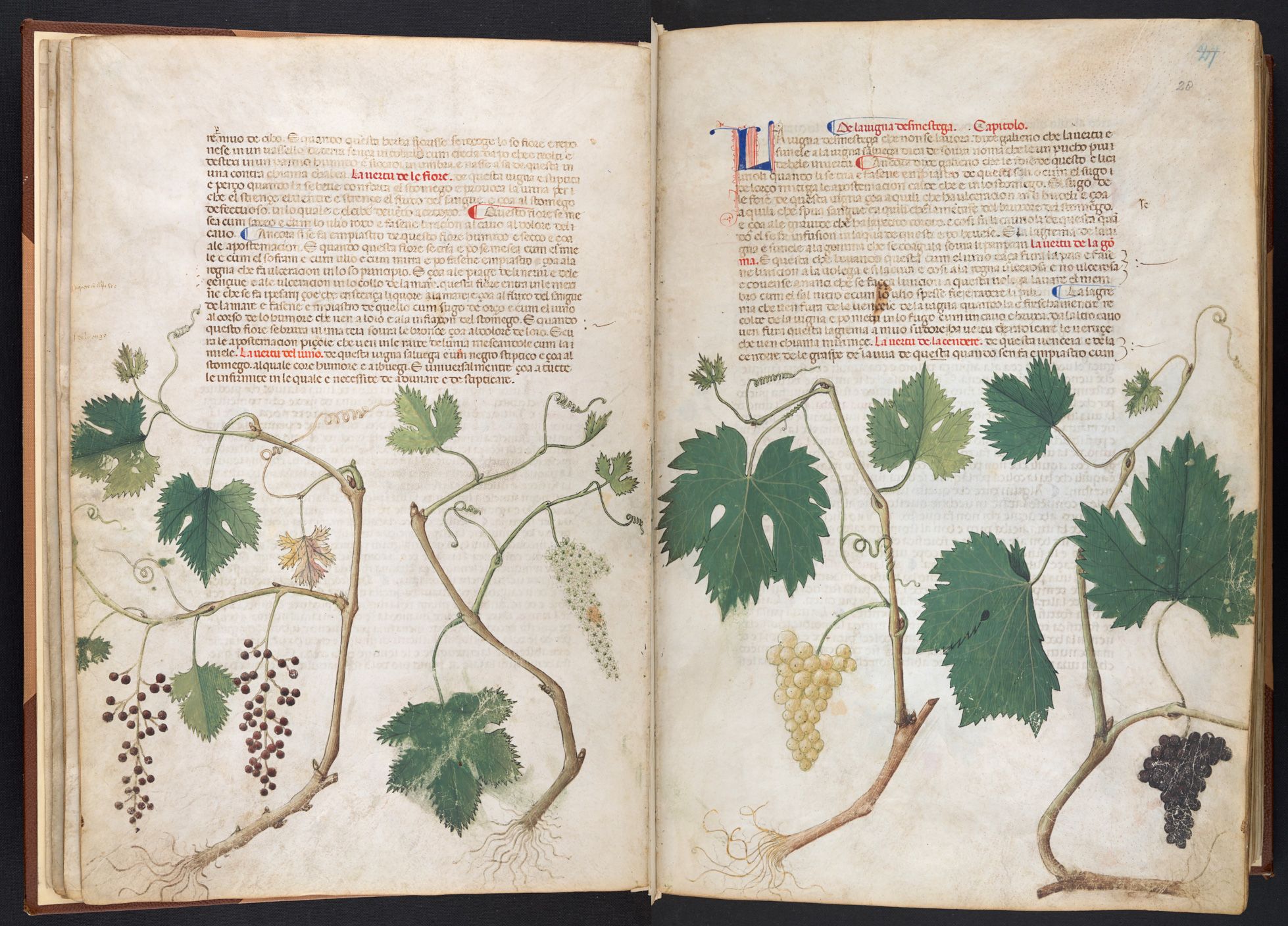 A grapevine in the Carrara Herbal.