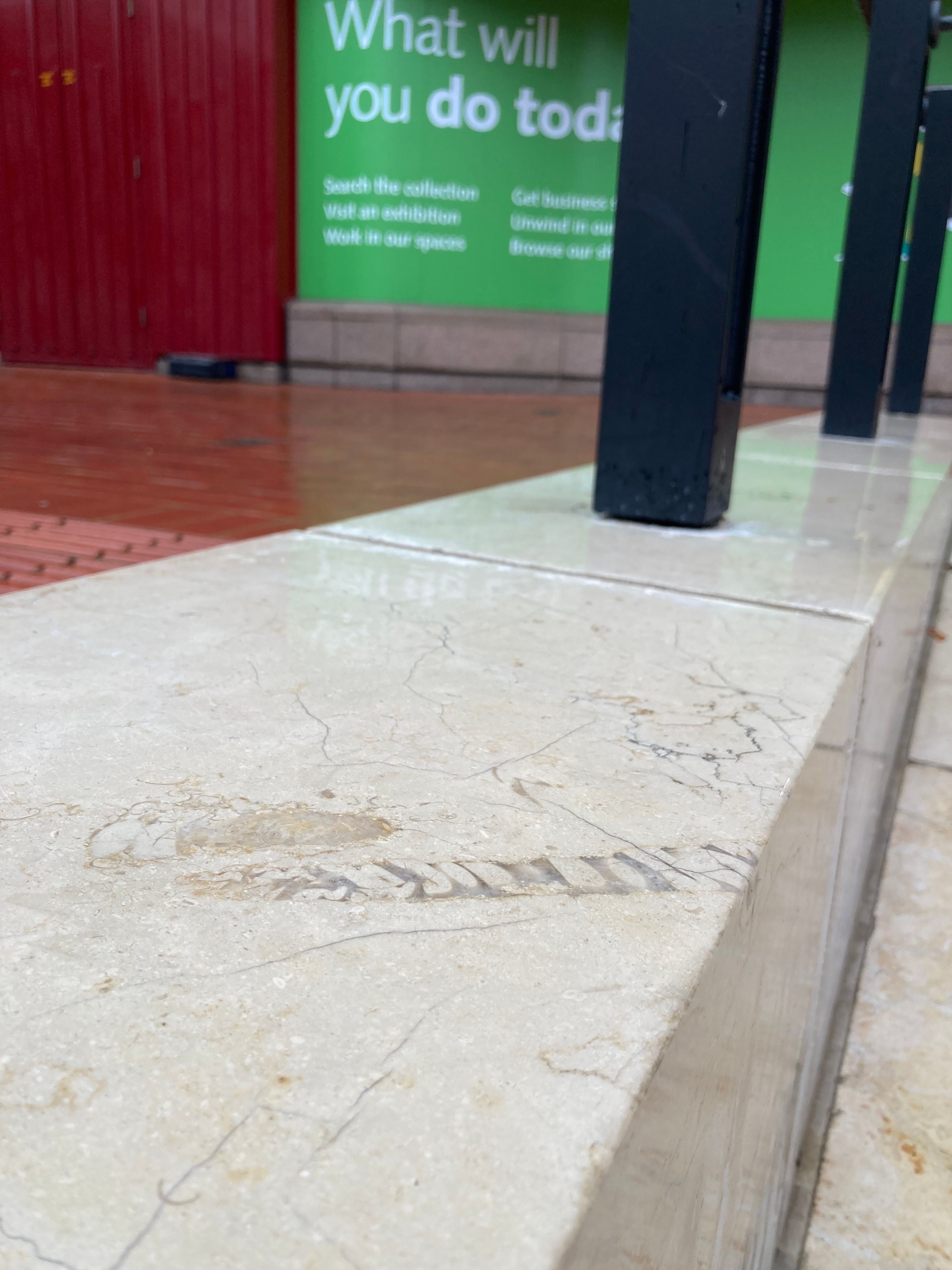 Fossilised molluscs’ spires on the Piazza