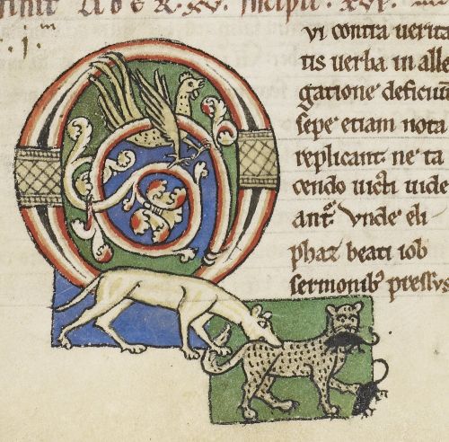 A decorated initial featuring a cock, a dog biting a cat, and a cat carrying mice, at the beginning of book 16 of Gregory the Great's Moralia in Job (Arnstein, Germany, 12th century): Harley MS 3053, f. 56v