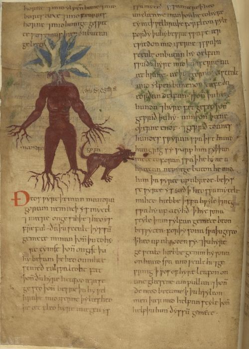 Mandrake and hound. Cotton MS Vitellius C III: Herbal, England, 11th century.