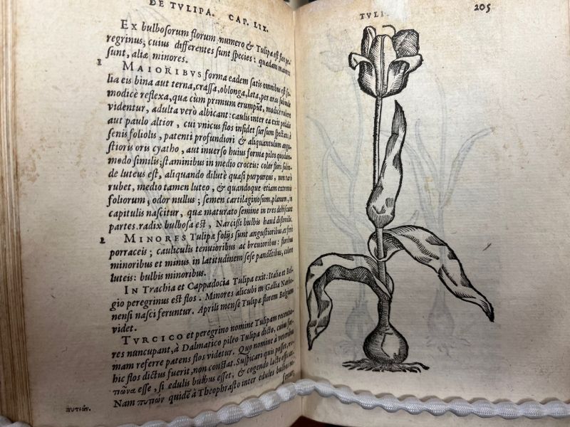 Pages from Frvmentorvm Legvminvm featuring an image of a tulip.