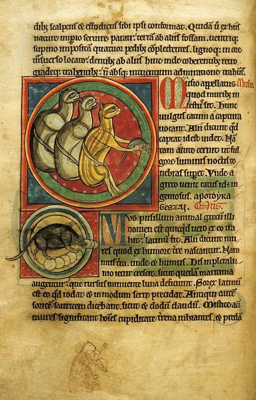 A page from a 13th-century bestiary, showing illustrations of cats and mice.
