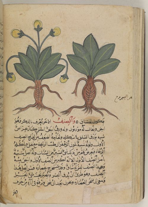 An Arabic version of De materia medica, originally written in Ancient Greek by Pedanius Dioscorides, who worked as a physician in the Roman army. Or 3366: Baghdad, 14th century.