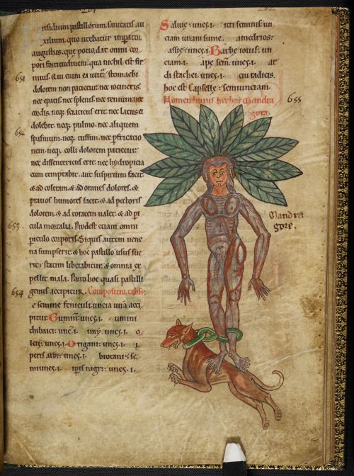 A mandrake and a dog. Harley MS 1585: Herbal, Southern Netherlands, 12th century.