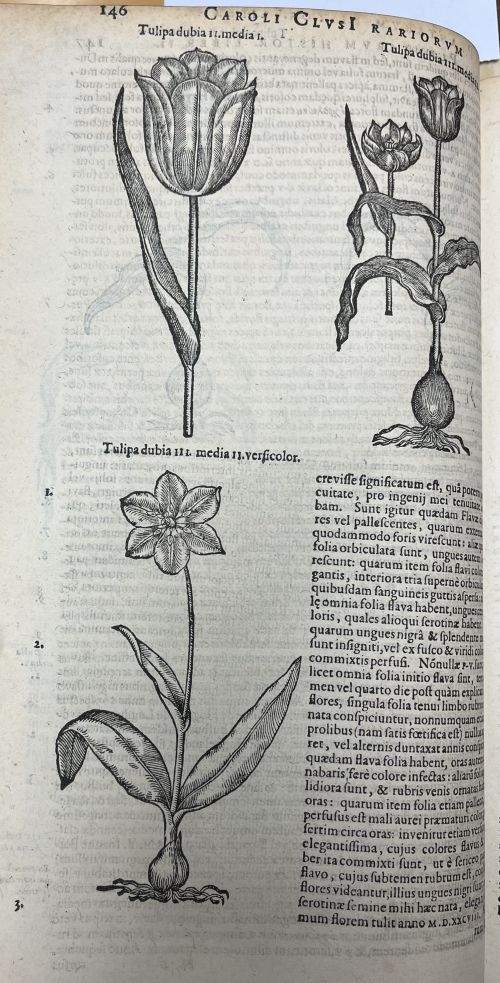 Images of tulips from a manuscript