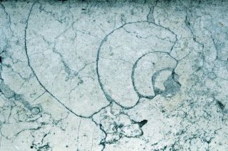 Fossil in stone