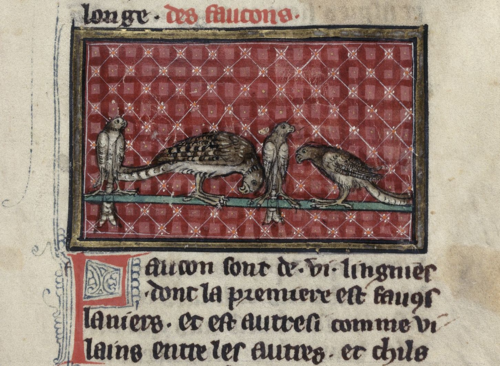 A detail from a 14th-century manuscript, showing an illustration of different types of hawks.