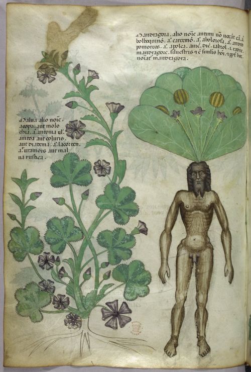 Illustration of a male mandrake. Sloane MS 4016: Herbal, Lombardy, 15th century.
